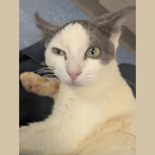 Photo of Banana Boat