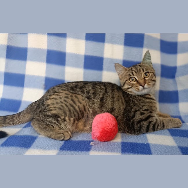 Photo of Tawny
