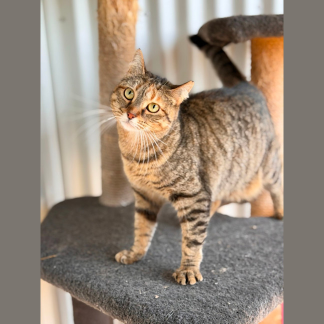 Photo of Zelda