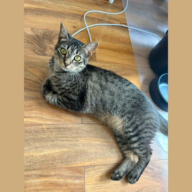 Photo of Peggy Sue *9 Lives Project Rescue*