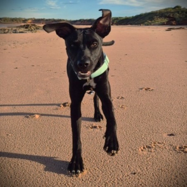 Photo of Binky
