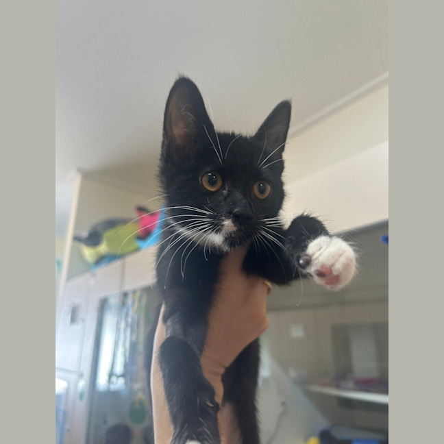 Photo of Sox