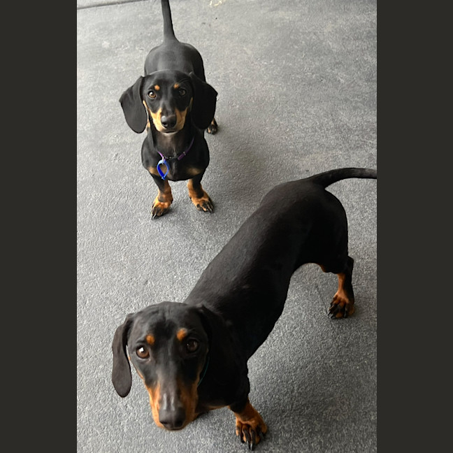 Photo of Tilly & Lulu   2 Year & 8 Month Old Dachshund