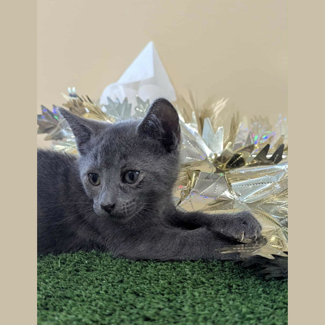 Photo of Grasshopper