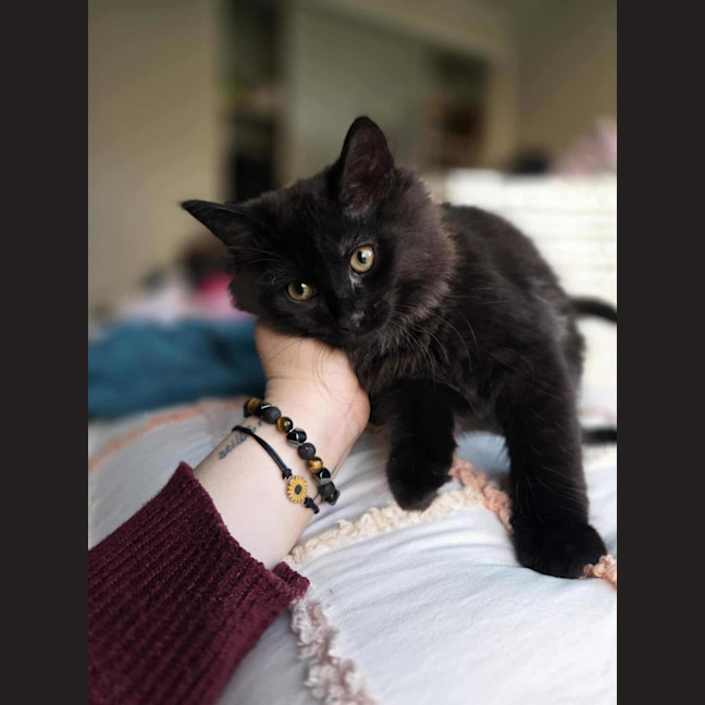 Photo of Darth Meet Me @Petstock Keysborough Store 