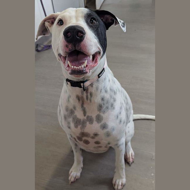Photo of Louie