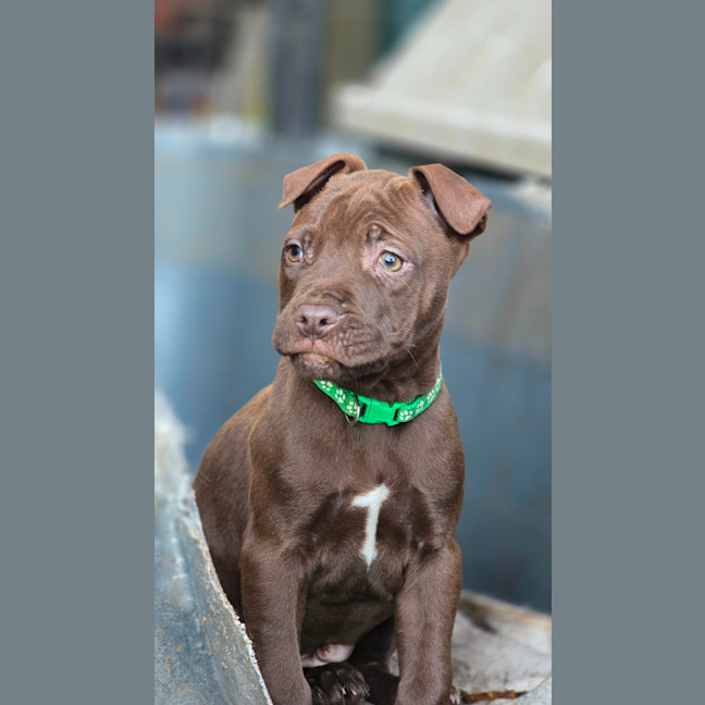 Photo of Zap