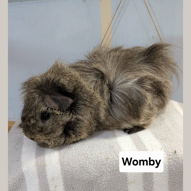 Photo of Womby 