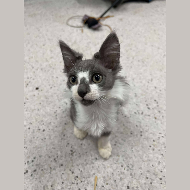 Photo of Fuzz