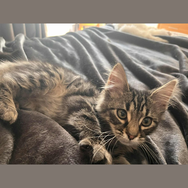 Photo of Bucket   In Foster Care In Greensborough