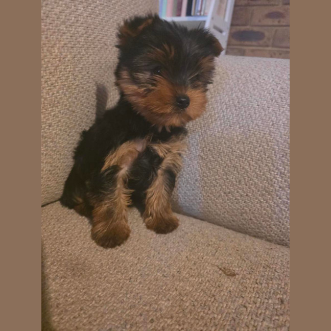 Photo of Little Foot