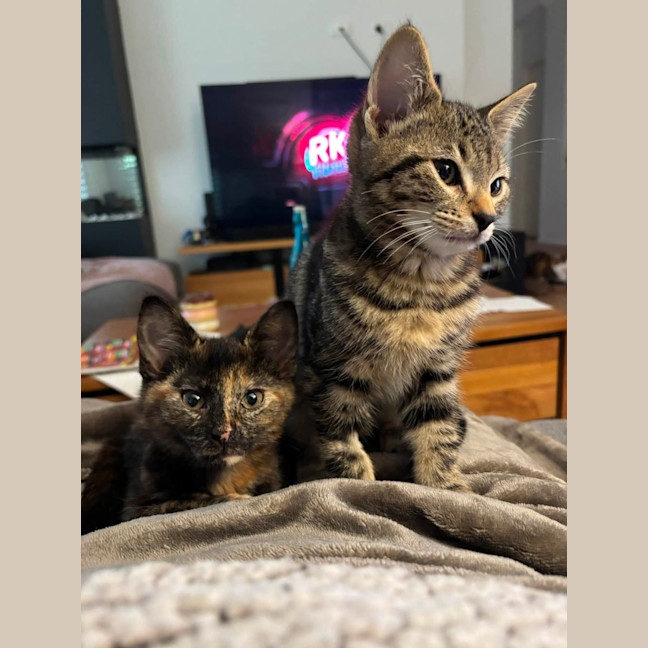 Photo of Tiramisu