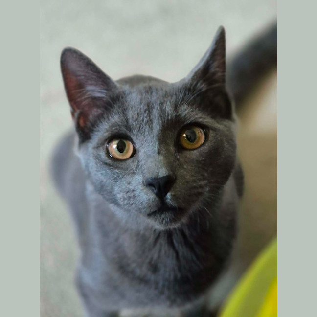 Photo of Lint