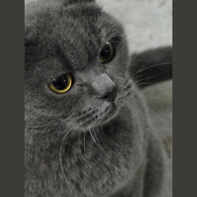 Photo of Miaowzzee