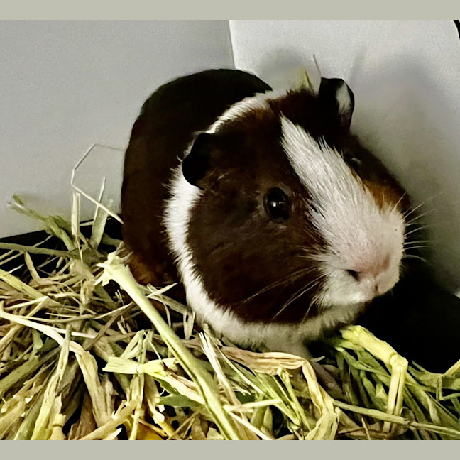 Photo of Pignatious