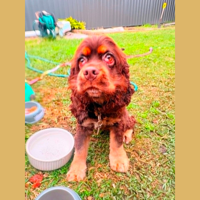Photo of Remi