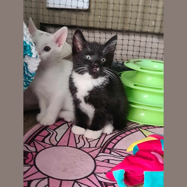 Photo of Oreo