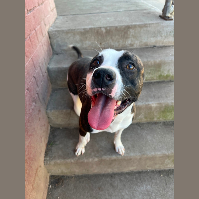 Photo of Stella