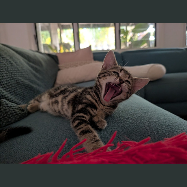 Photo of Clancy