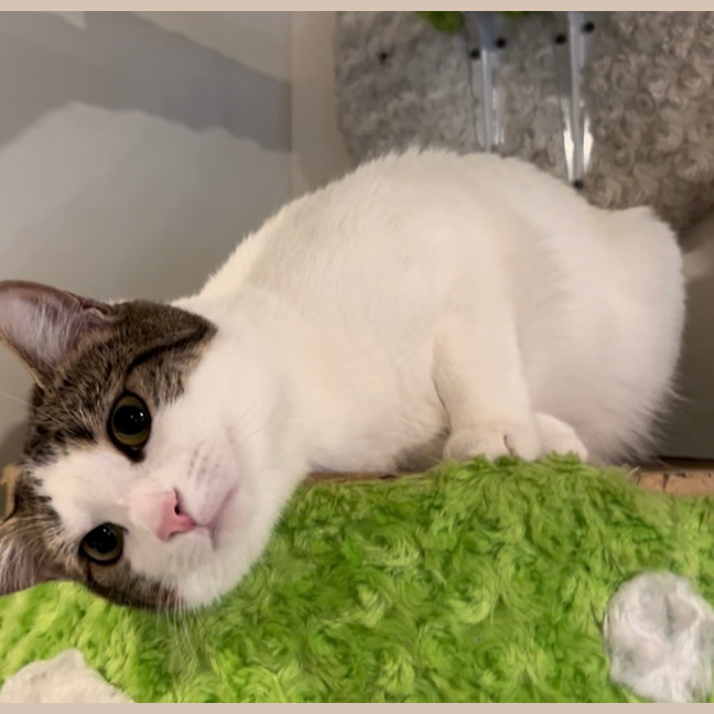 Photo of Horchata ( Cha Cha )