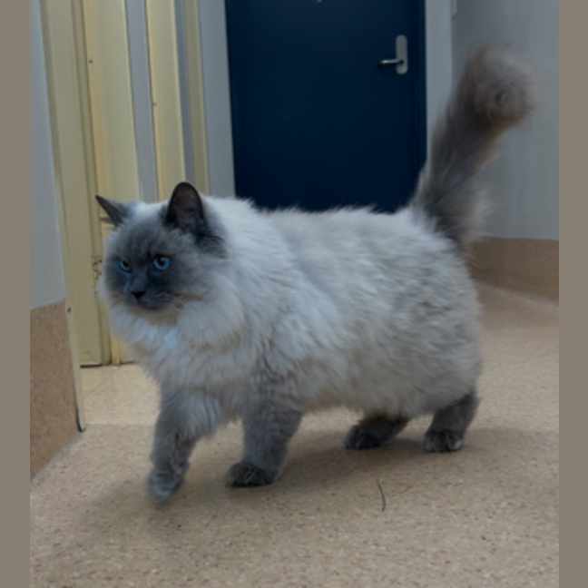 Photo of Coco