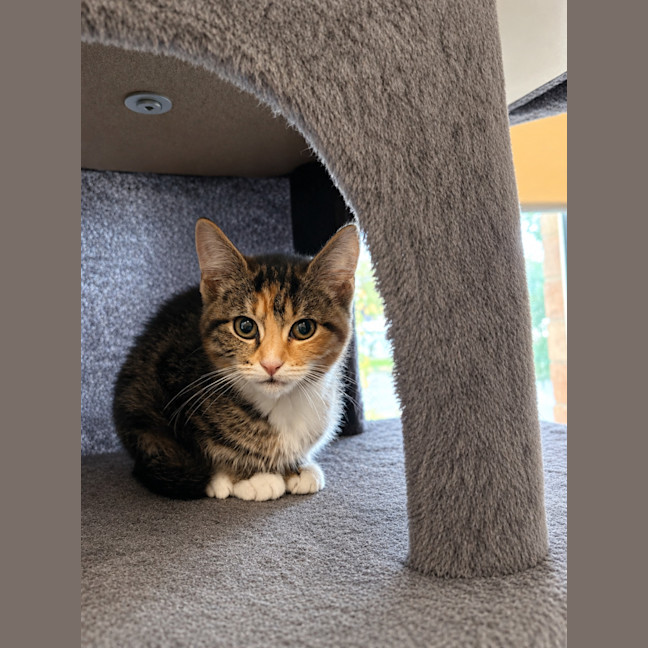 Photo of Jasmine