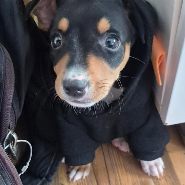 Photo of Cookie