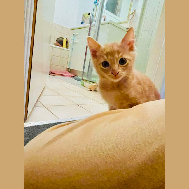 Photo of Hiccup