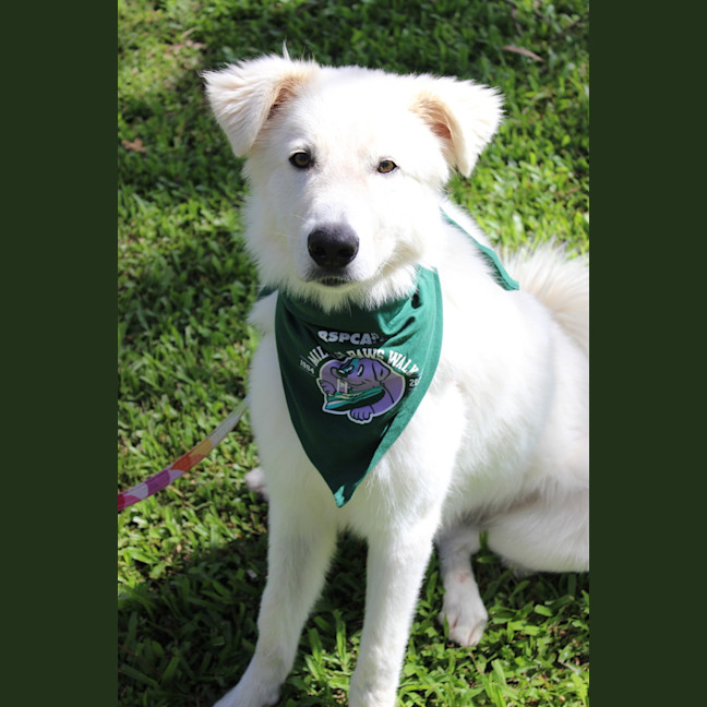 Photo of Ghost