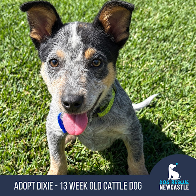 Photo of Dixie   13 Week Old Cattle Dog