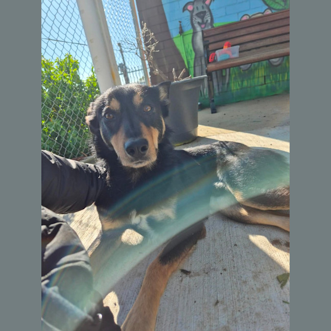 Photo of Kip!🌾