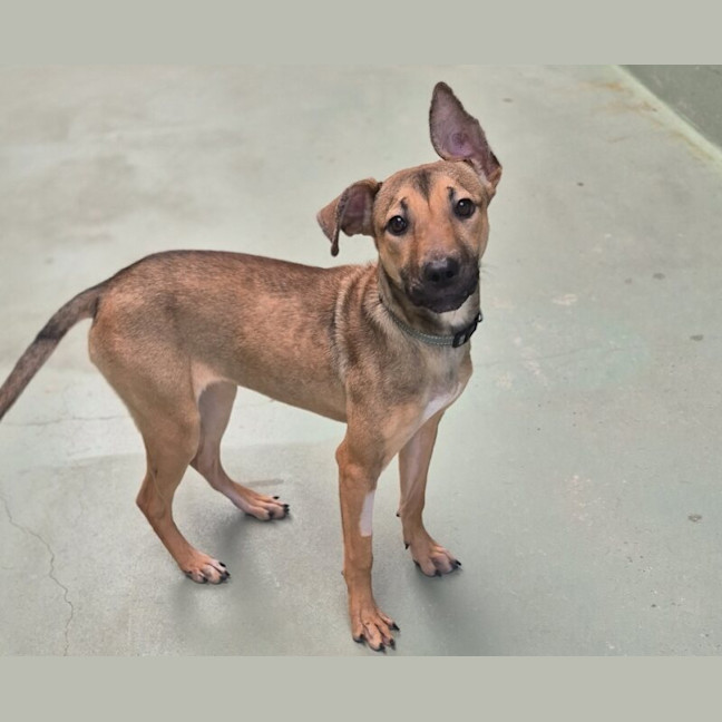 Photo of Maple