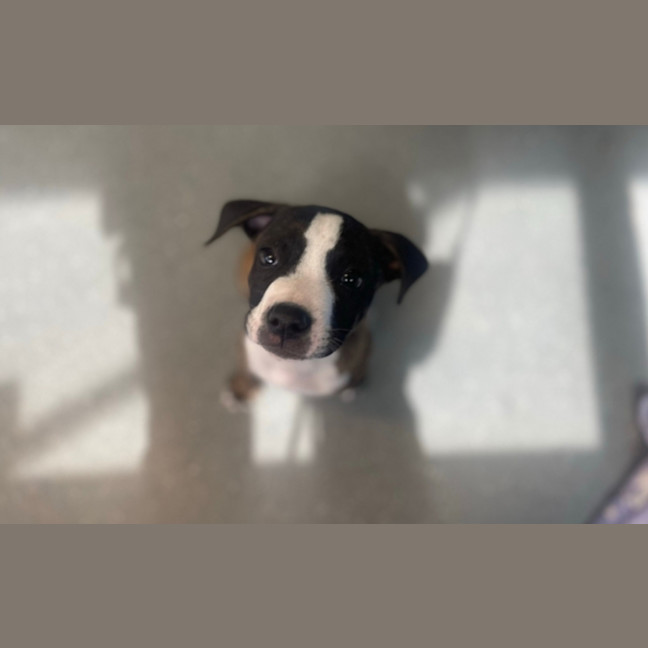 Photo of Pipsqueak