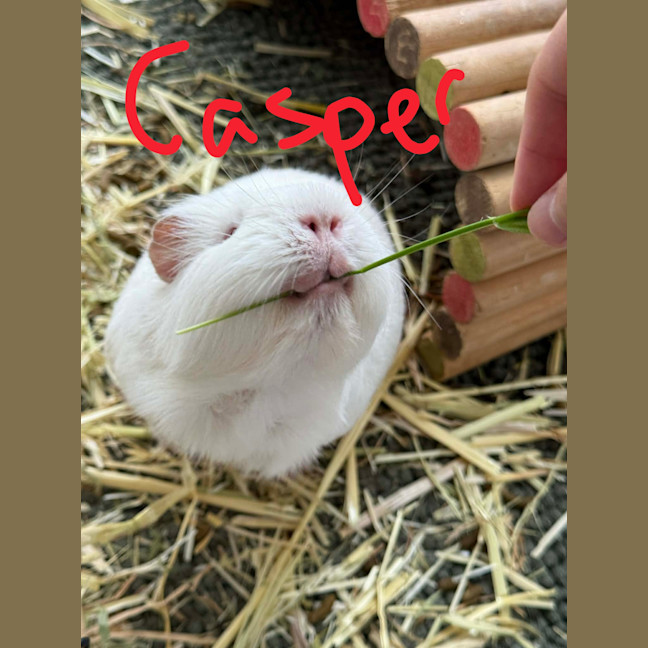 Photo of Casper