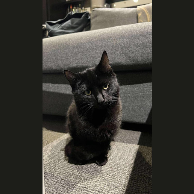 Photo of Toothless