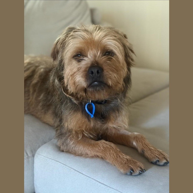 Photo of Nugget