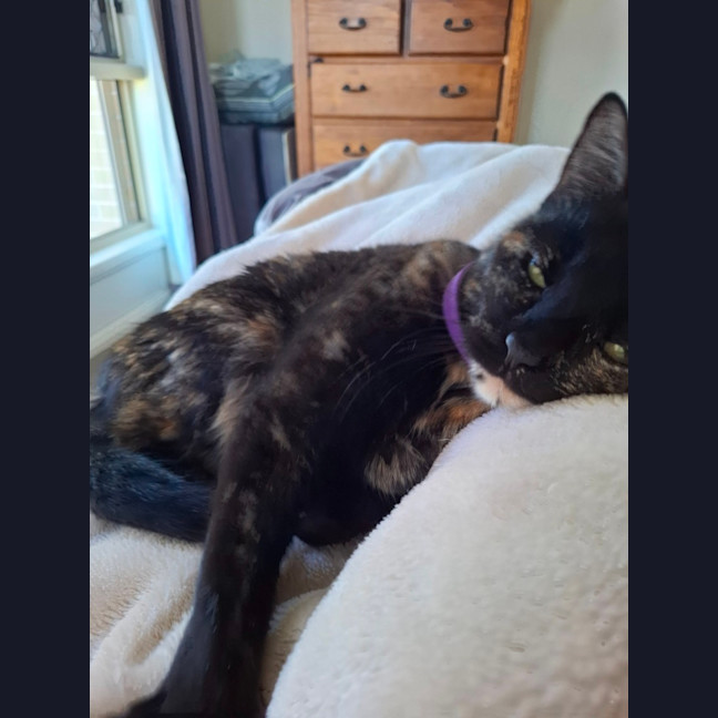 Photo of Star