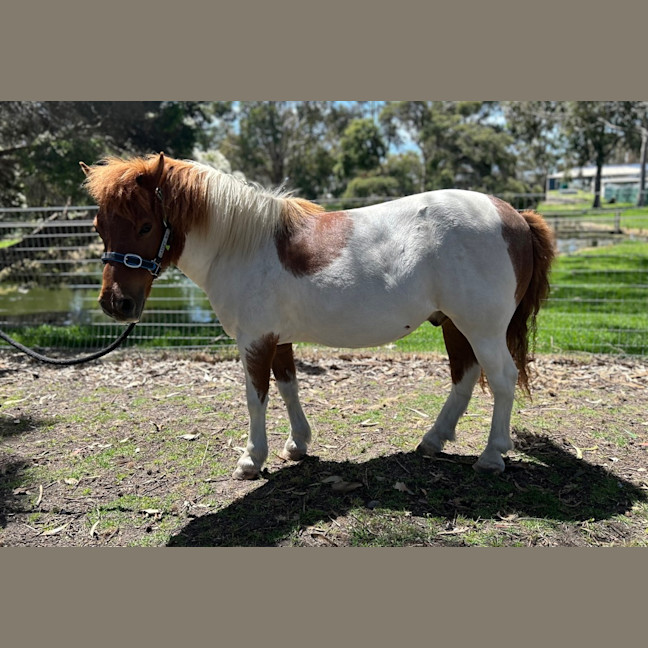 Photo of Diablo