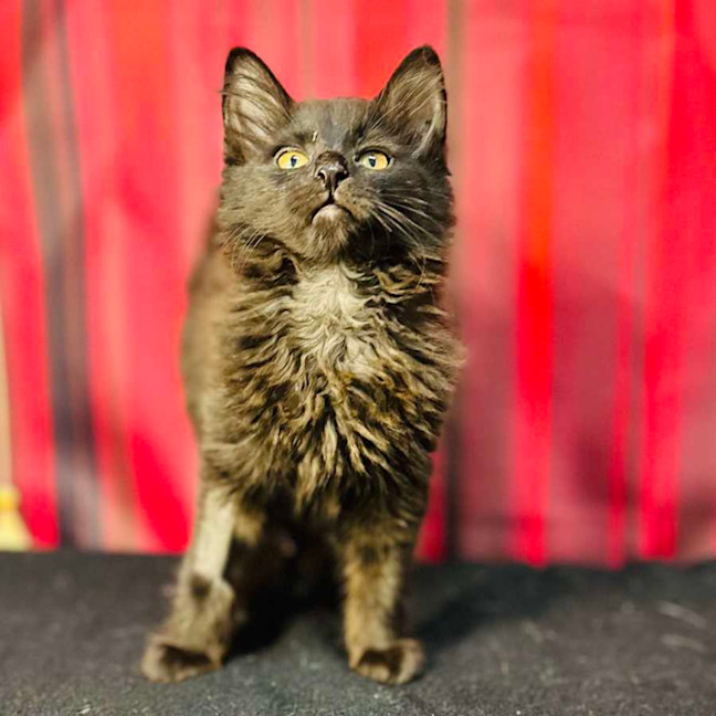 Photo of Sabrina (Located In Preston) 