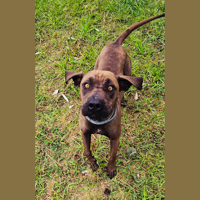 Photo of Lil' Moo (9038)