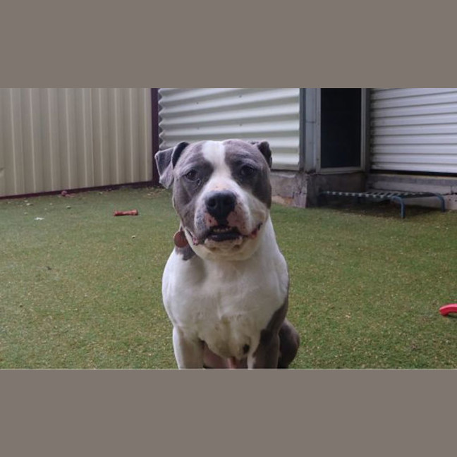 Photo of Billy Boy 