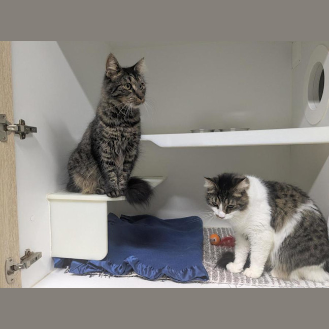 Photo of 🩵 Mocha 6980 🩵