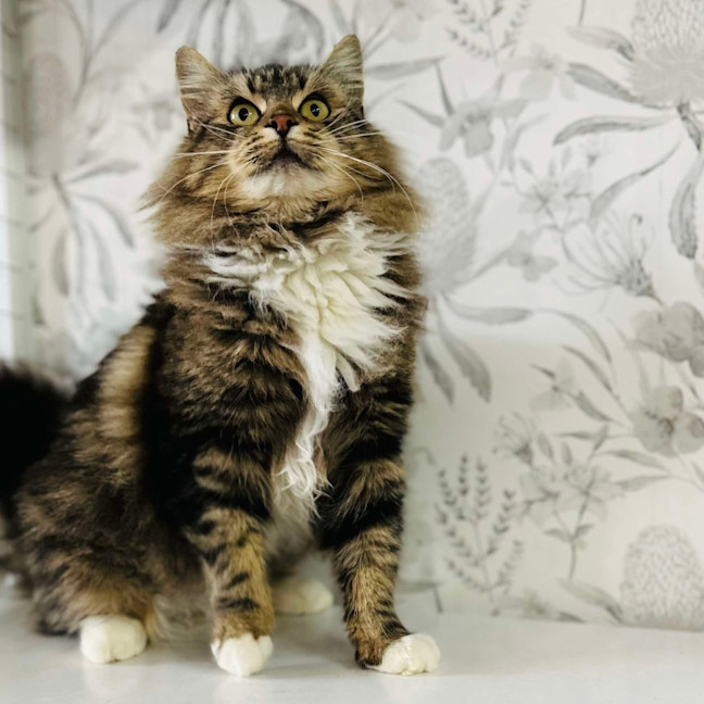 Photo of Honeydew   Located In Preston