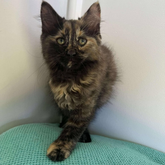 Photo of Lulu And Huey