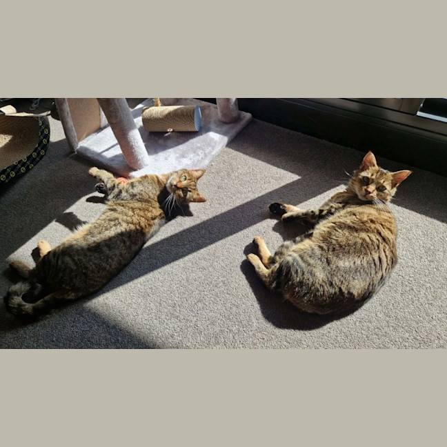 Photo of Daisy & Lilach 