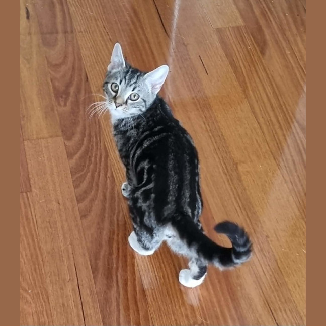 Photo of Suki