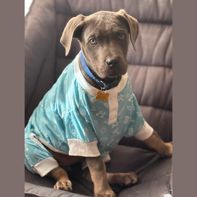 Photo of Enzo
