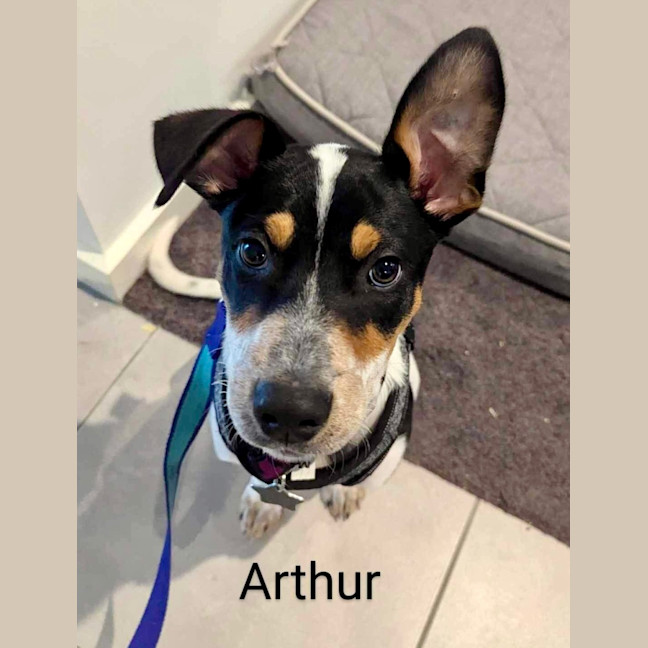 Photo of Arthur