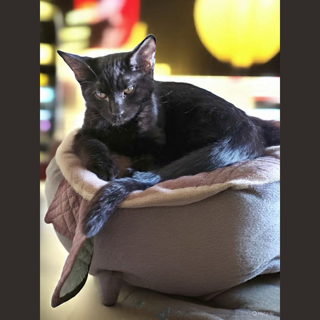 Photo of Shadow