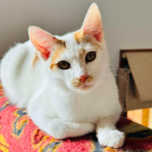 Photo of 🌶️ Habanero 🌶️
